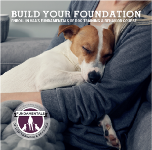 Enroll in VSA's Fundamentals of Dog Training & Behavior Course