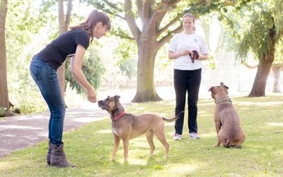 What Does It Take to be a Good Dog Trainer?