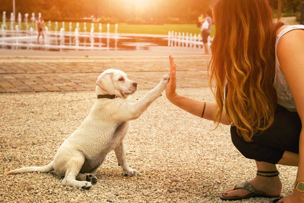 Cue or Command: Why Does Dog Training Terminology Matter?