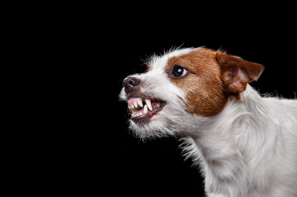 Snarling dog aggressive behavior